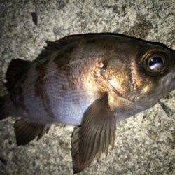 2021ライトゲーム第7戦