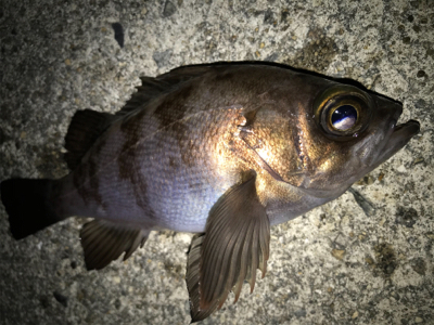 2021ライトゲーム第7戦