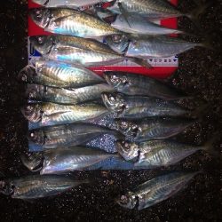 アジング練習 254