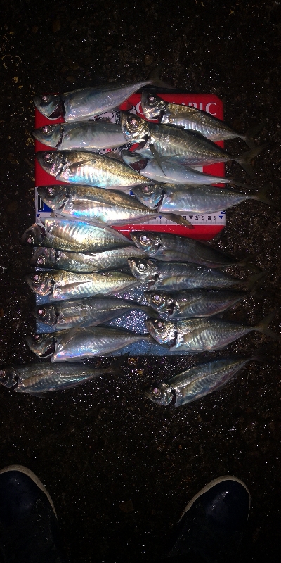 アジング練習 254