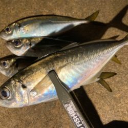 坊主は回避できたから良し!