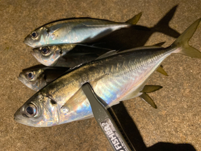 坊主は回避できたから良し!