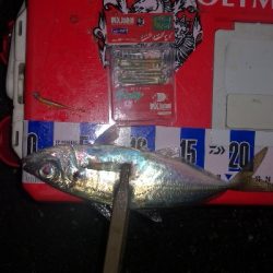 アジング練習 255 アジミルク インクスベイティ