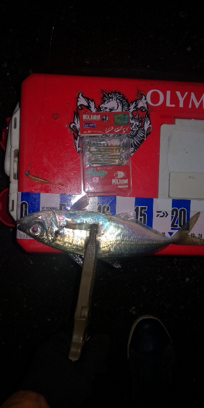 アジング練習 255 アジミルク インクスベイティ