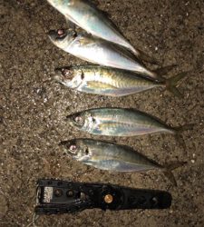 雨上がりアジングナイト