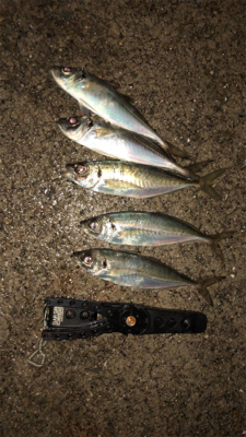 雨上がりアジングナイト