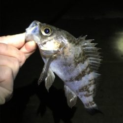 雨上がりのメバル