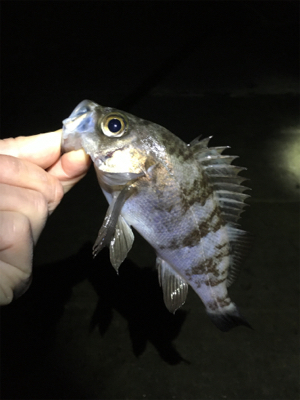 雨上がりのメバル