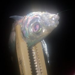 アジング練習 256 ヤマトヨ エステルライトゲーム