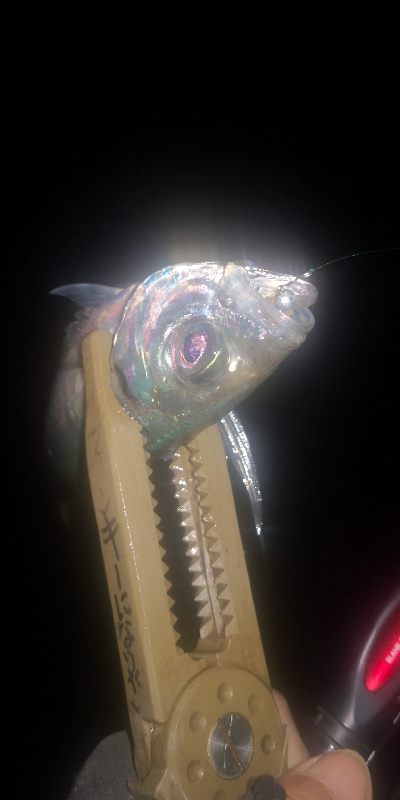 アジング練習 256 ヤマトヨ エステルライトゲーム