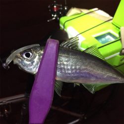 大阪湾奥アジング