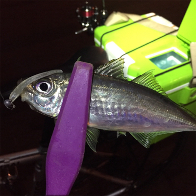 大阪湾奥アジング