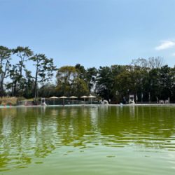 釣れない服部緑地