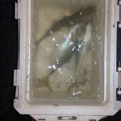 アジング練習　257