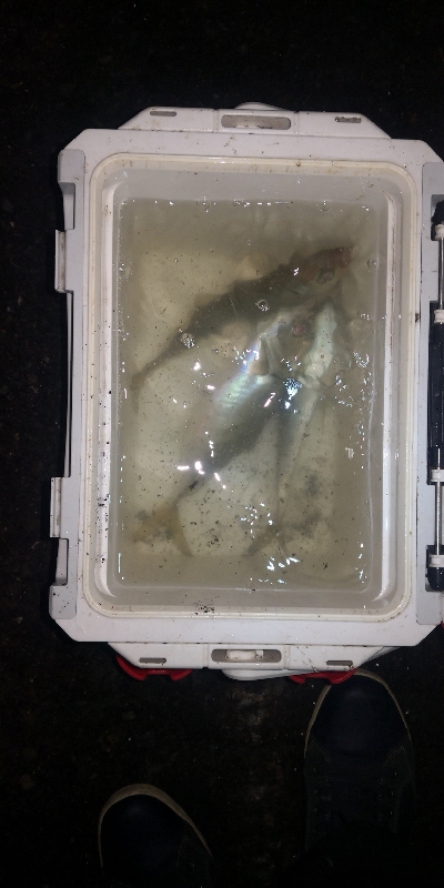 アジング練習　257