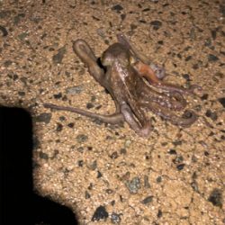 雨の中ヤリイカ