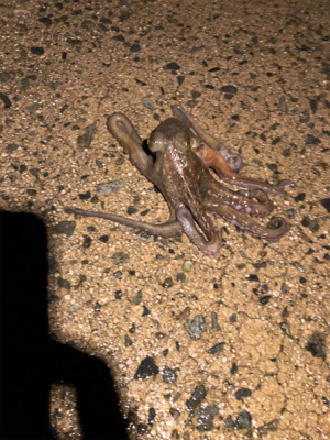 雨の中ヤリイカ