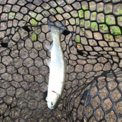 久しぶりにトラウト