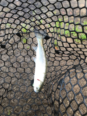 久しぶりにトラウト