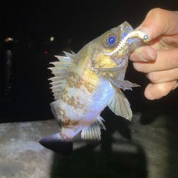 最高のデビュー!