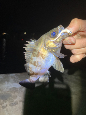 最高のデビュー!