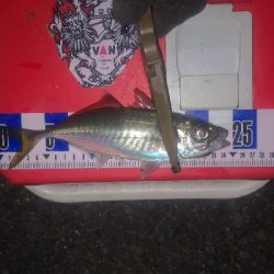 アジング練習　258