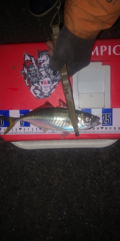 アジング練習　258