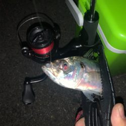 平日にこっそりアジング♪