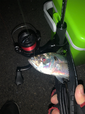 平日にこっそりアジング♪