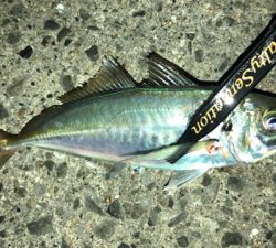 アジングナイト(渋い)