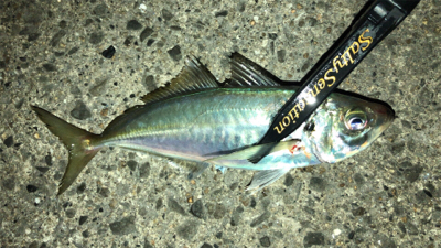 アジングナイト(渋い)