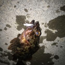 ガシラ、メバル