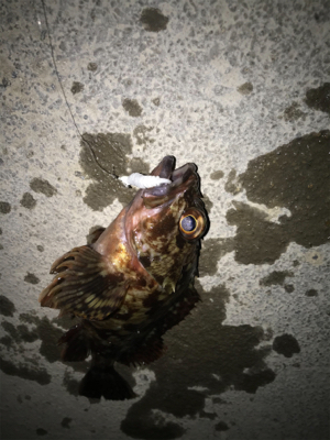 ガシラ、メバル