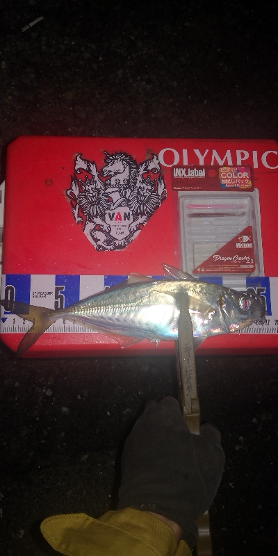 アジング練習　259　