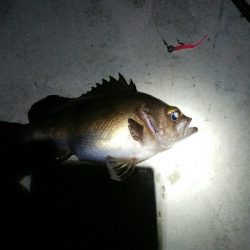 朝マズメに黒メバル1、赤メバル3!