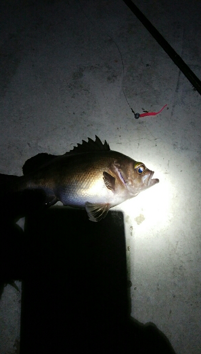 朝マズメに黒メバル1、赤メバル3!