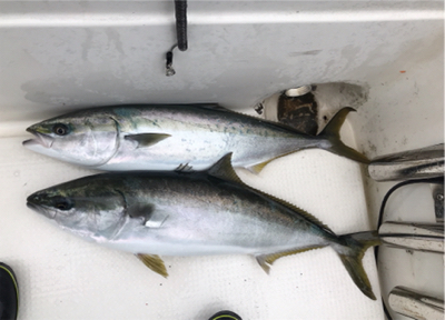 中深海と鯛ラバ