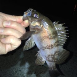 メバリング春爆の兆し