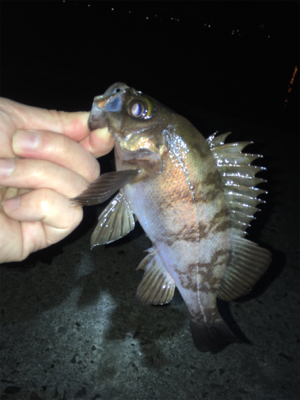 メバリング春爆の兆し