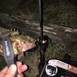 メバルを求めて