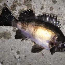 今度こそシーズン到来!