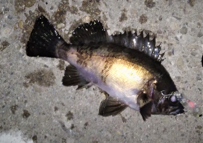 今度こそシーズン到来!