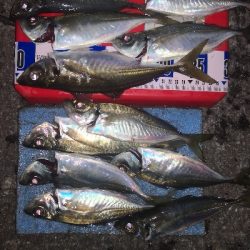 アジング練習 260 AJIMILK SHIRASU30