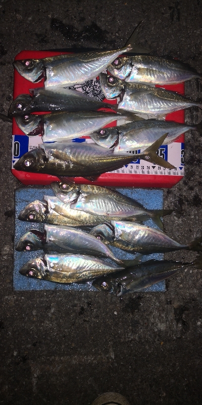 アジング練習 260 AJIMILK SHIRASU30