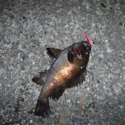 通しでメバリング