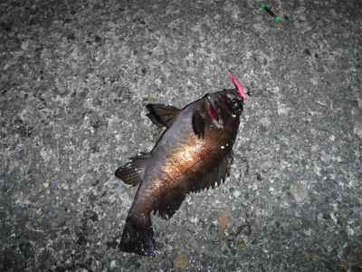 通しでメバリング