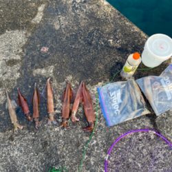 ヤリイカ終盤戦