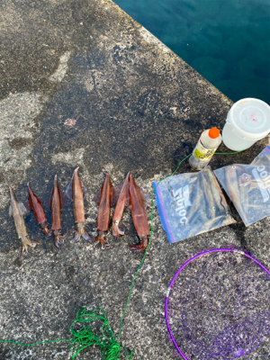 ヤリイカ終盤戦