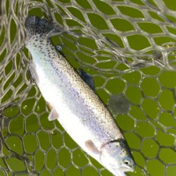 エリアトラウト