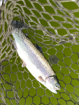 エリアトラウト